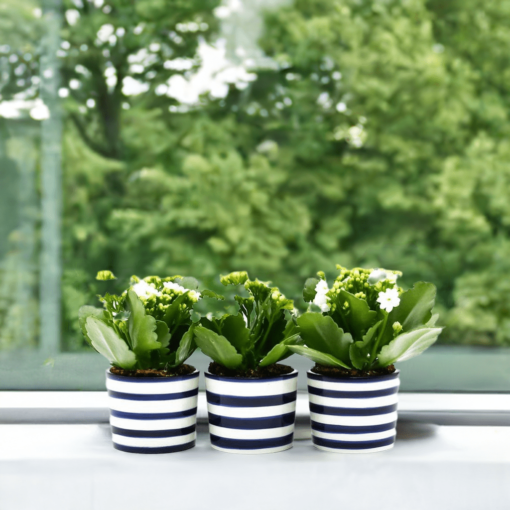 luisa-paix-o-costa-nova-ensemble-3-pots-bleu-cobalt-c-ramique image 2