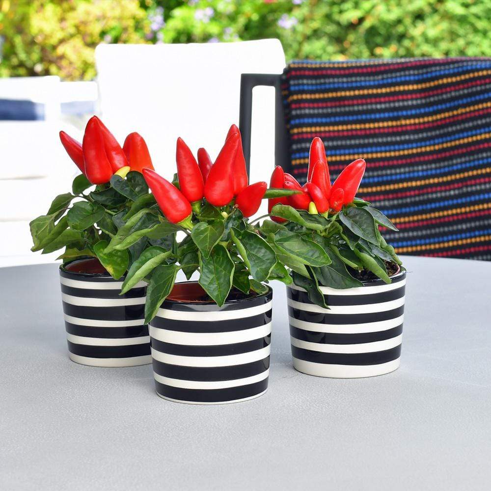 luisa-paix-o-costa-nova-ensemble-3-pots-noirs-c-ramique-6-5cm image 5