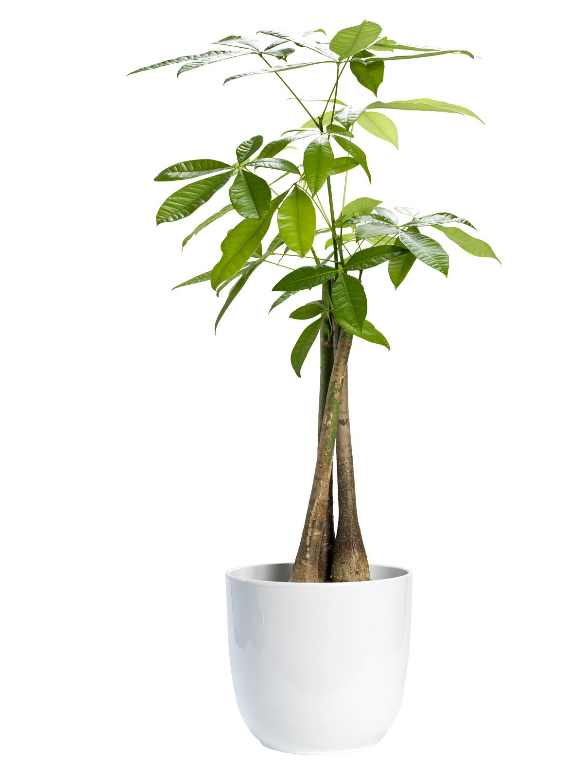 mica-decorations-tusca-144690-pot-c-ramique-blanc-h25-x-d28-cm image 5