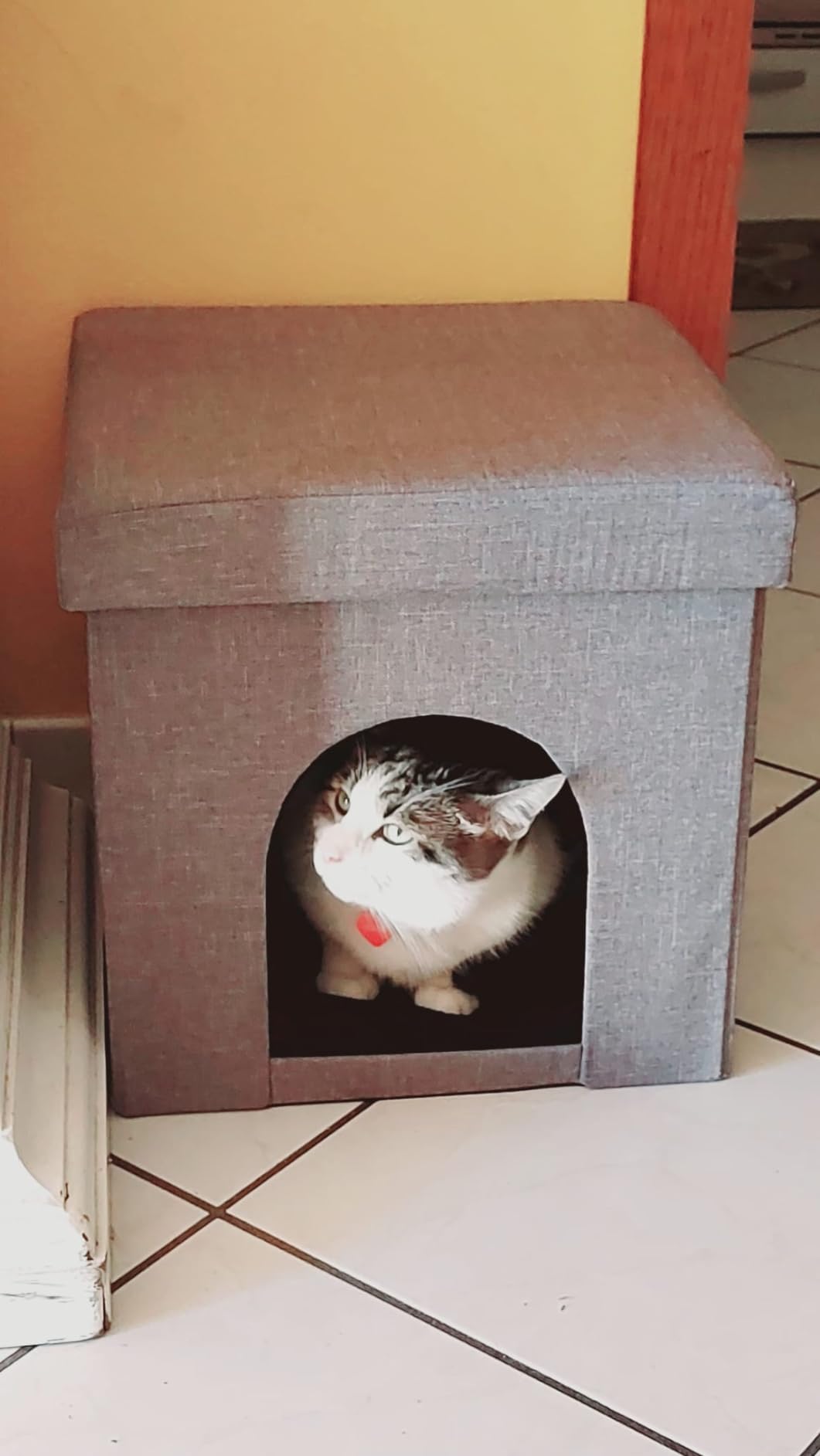 Adopté