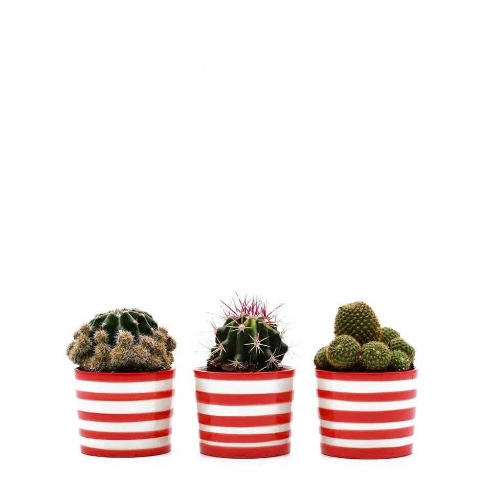 luisa-paix-o-costa-nova-ensemble-3-pots-c-ramique-rouge image 1