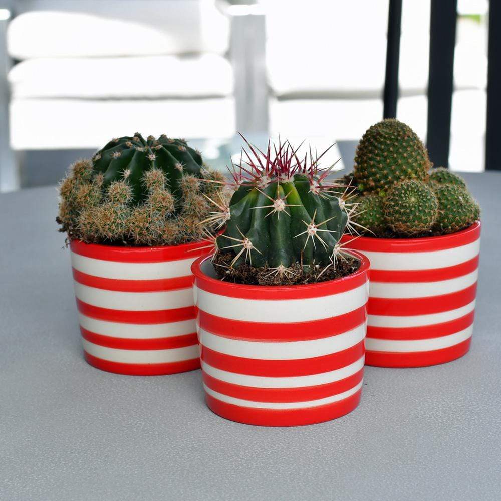 luisa-paix-o-costa-nova-ensemble-3-pots-c-ramique-rouge image 6