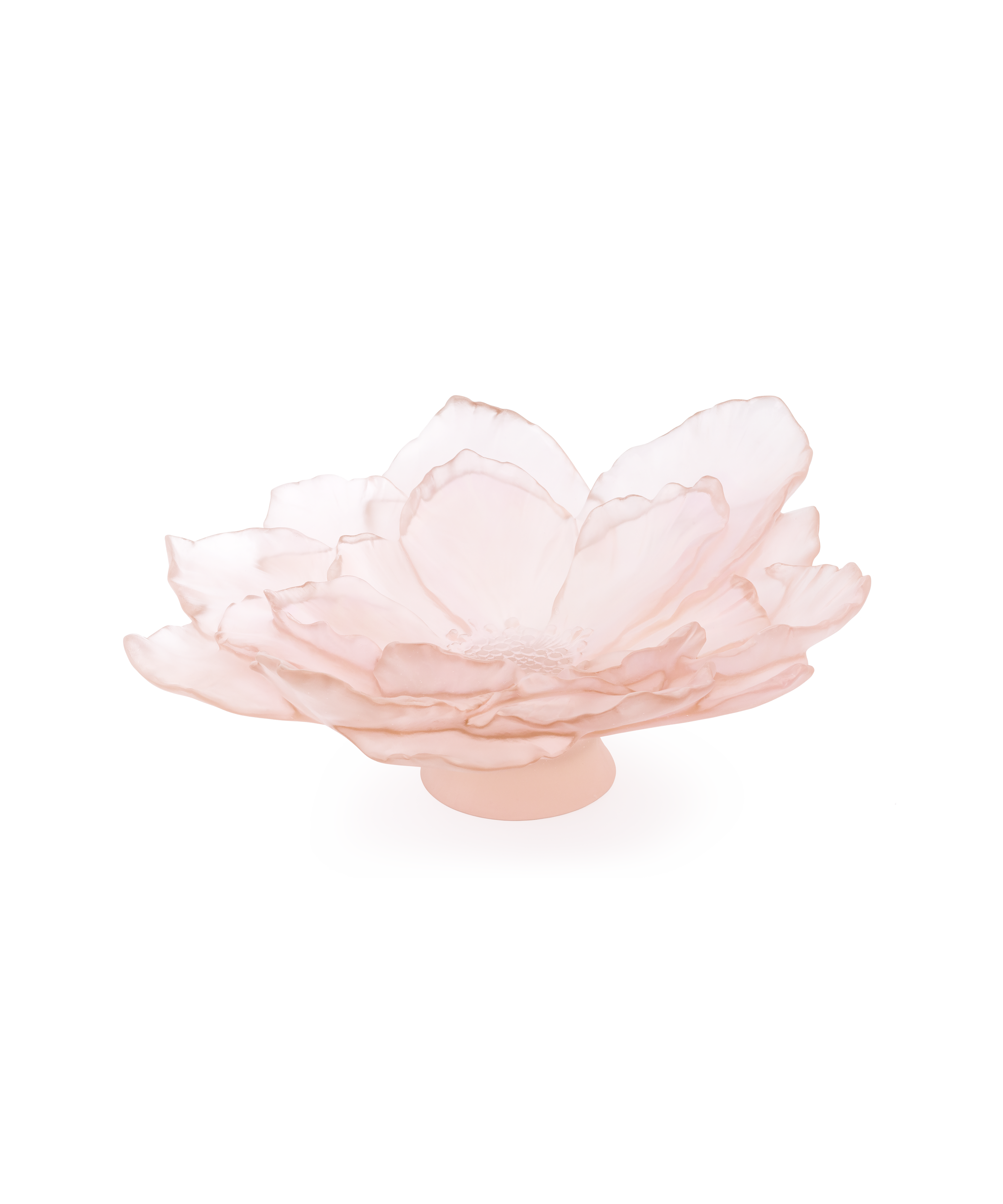 daum-univers-v-g-tal-camelia-coupe-grand-mod-le-rose image 1