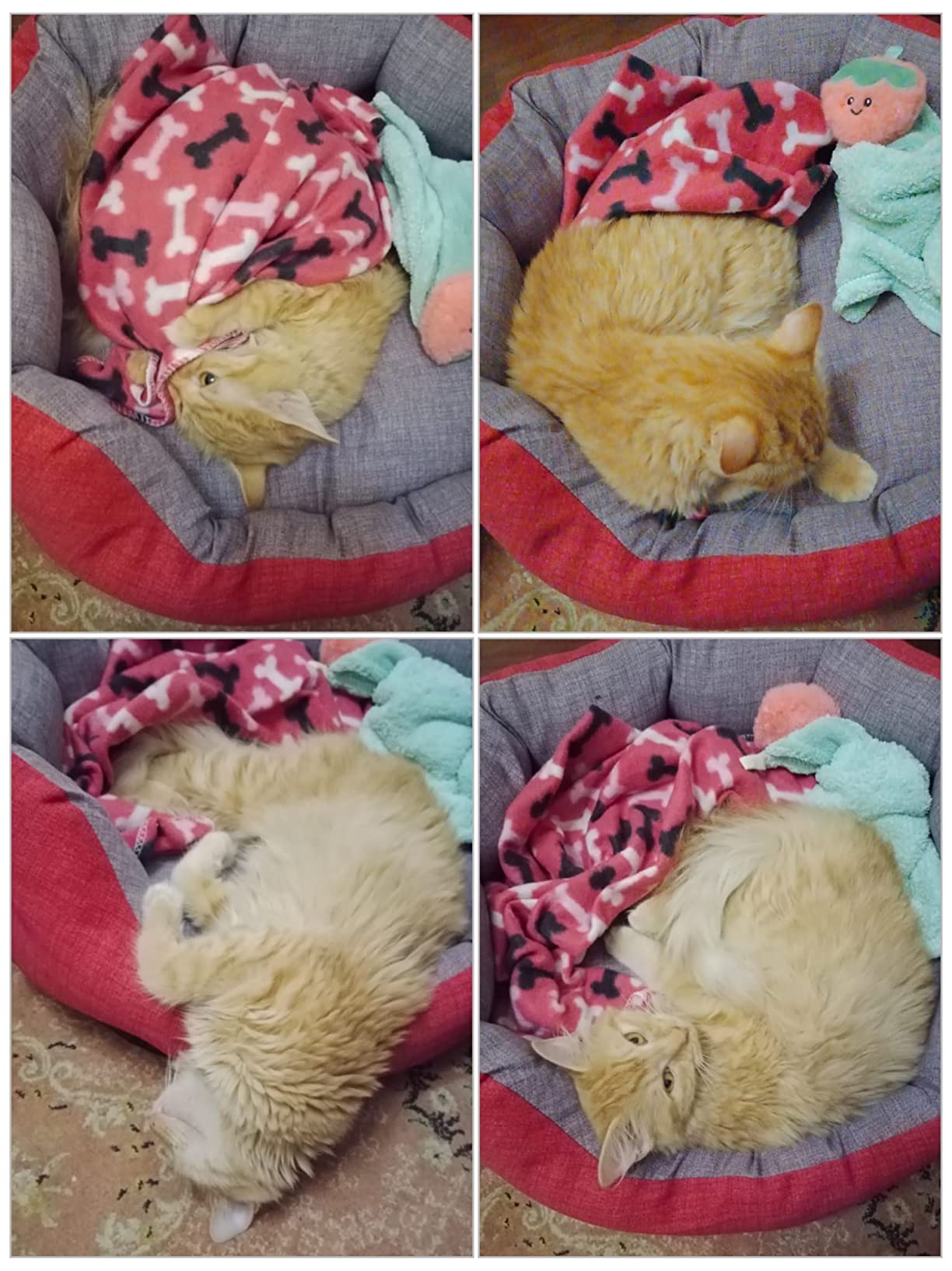 Adopté direct