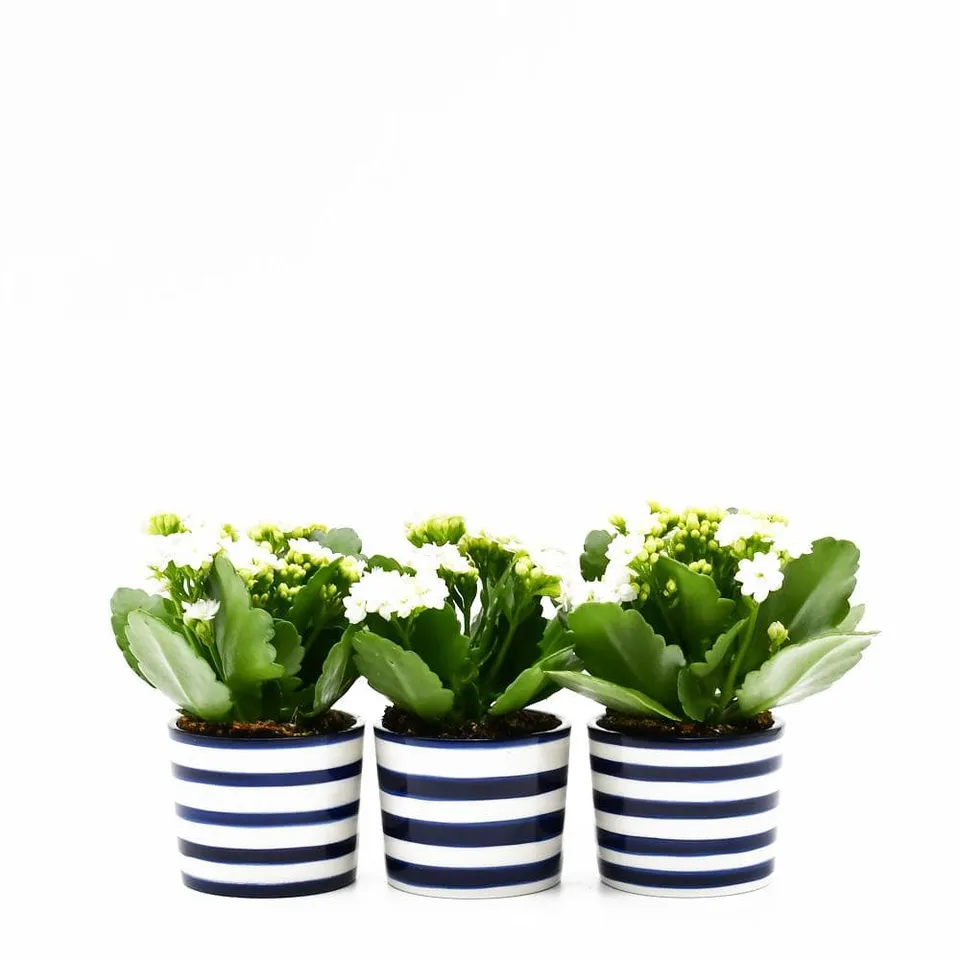 luisa-paix-o-costa-nova-ensemble-3-pots-bleu-cobalt-c-ramique image 1