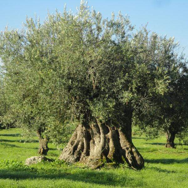 luisa-paix-o-amor-cego-huile-olive-extra-250ml-alentejo image 4