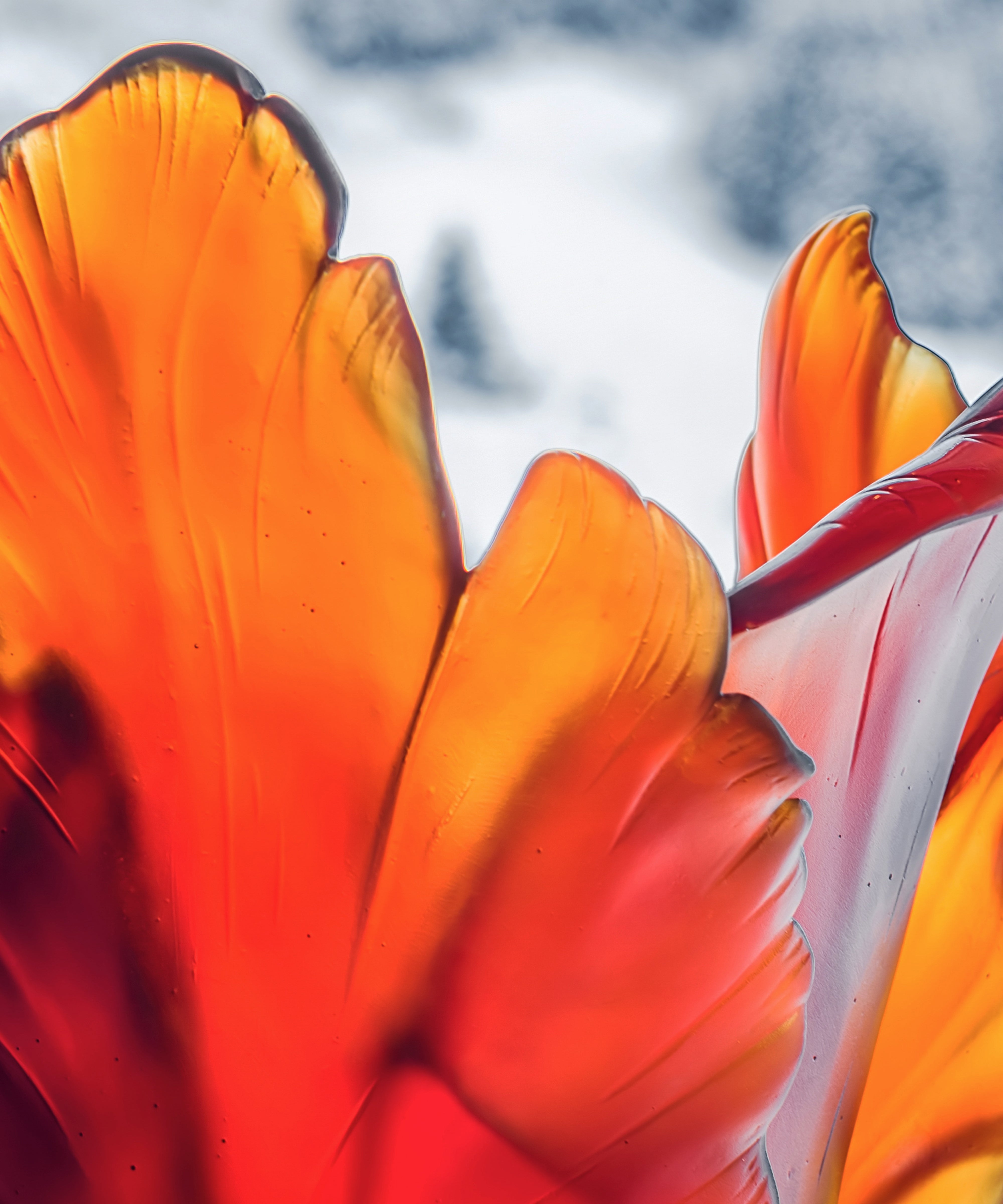daum-univers-v-g-tal-tulipe-vase-magnum-ambre-fonc-50-ex image 3