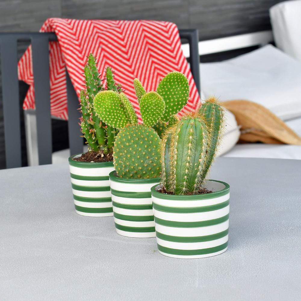 luisa-paix-o-costa-nova-ensemble-3-pots-verts-c-ramique-6-5cm image 5