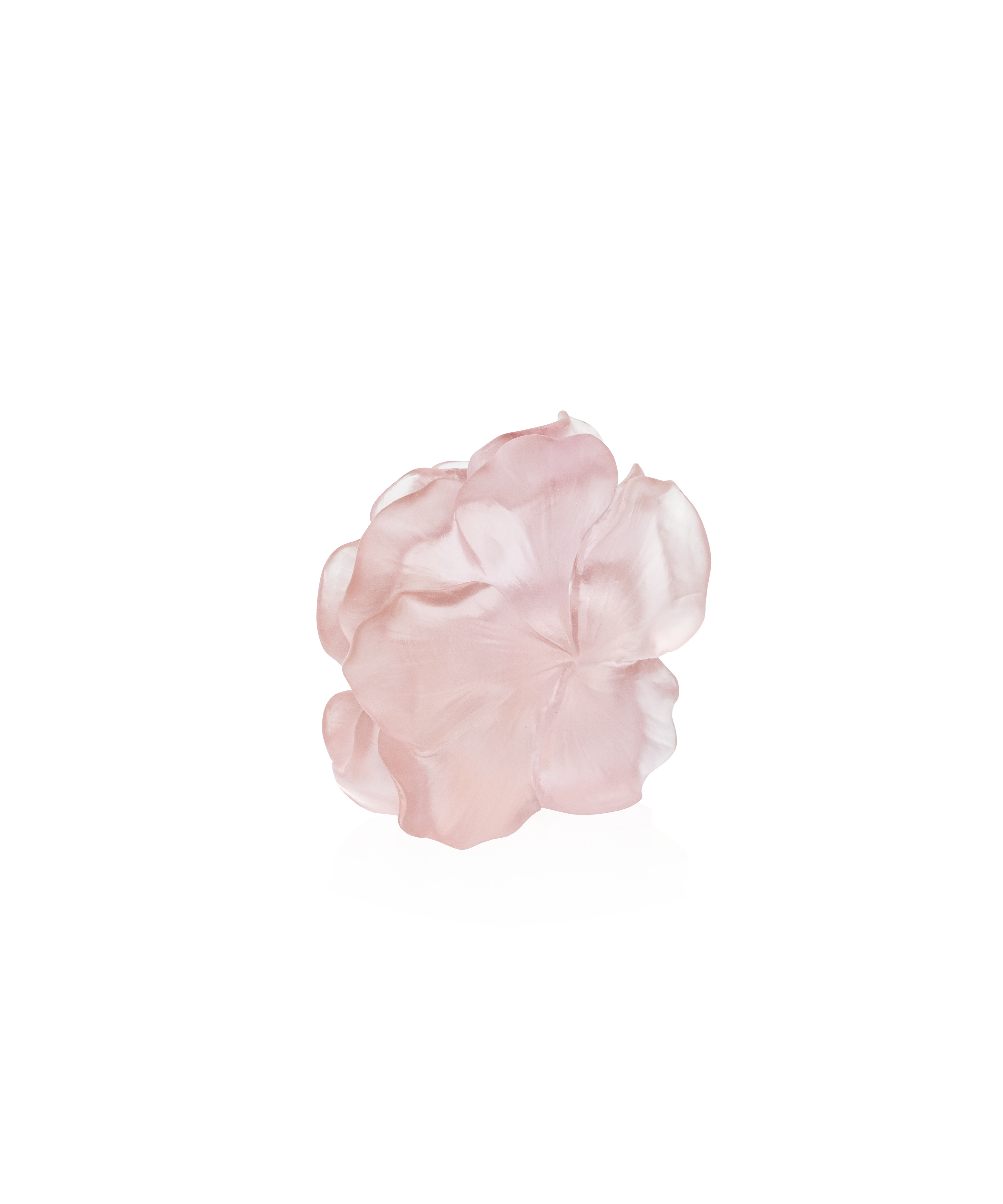 daum-univers-v-g-tal-camelia-fleur-d-corative-rose image 1
