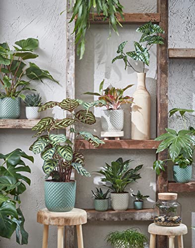 edelman-daan-pot-rond-cache-pot-fleurs-et-plantes image 8