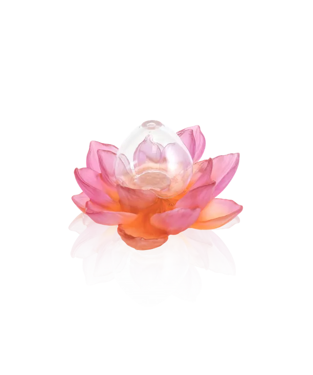 daum-univers-v-g-tal-jardin-de-lotus-soliflore-ambre-rose image 1