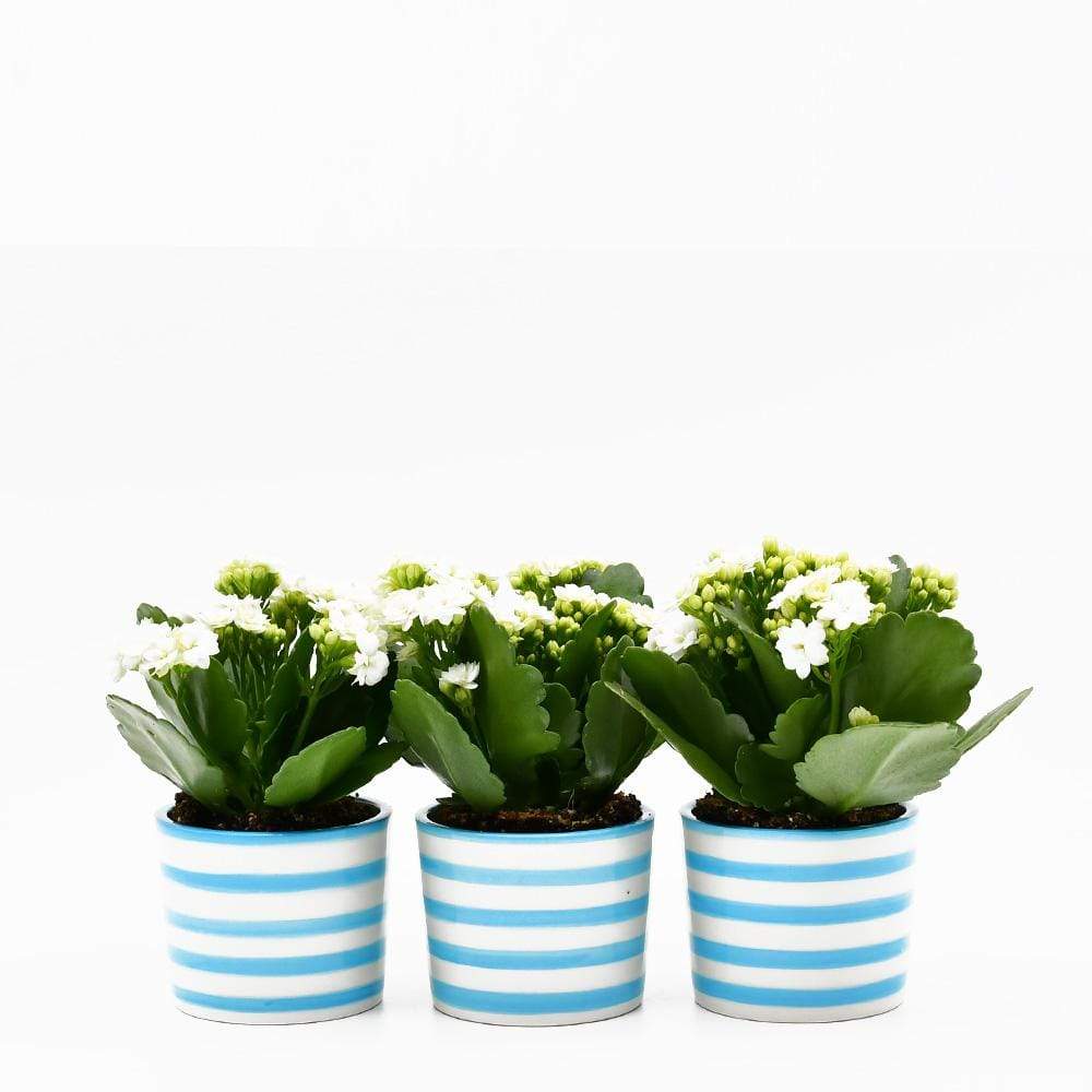 luisa-paix-o-costa-nova-lot-3-pots-c-ramique-turquoise image 1