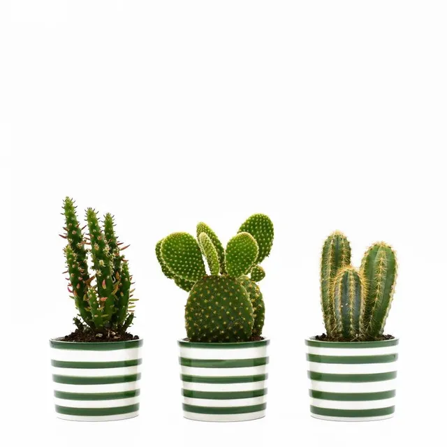 luisa-paix-o-costa-nova-ensemble-3-pots-verts-c-ramique-6-5cm image 1