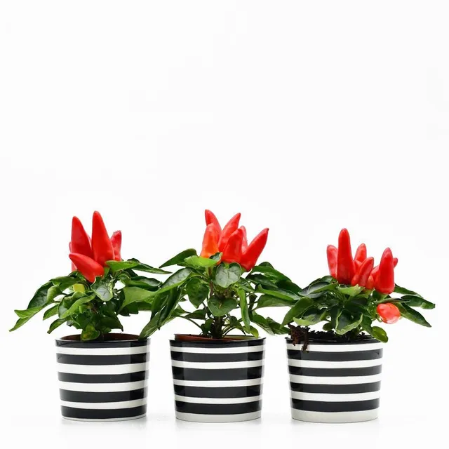 luisa-paix-o-costa-nova-ensemble-3-pots-noirs-c-ramique-6-5cm image 1