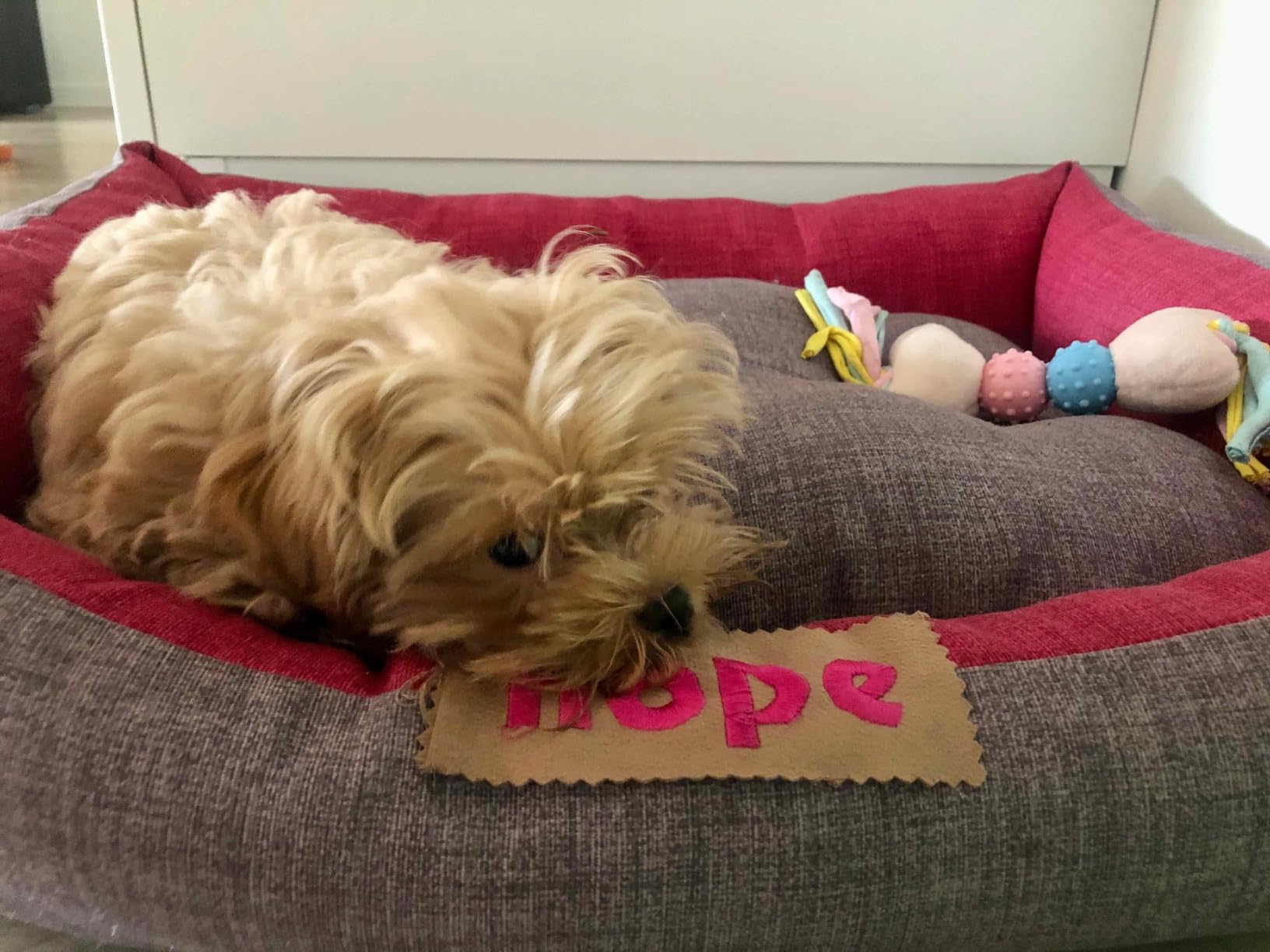 Adopté direct