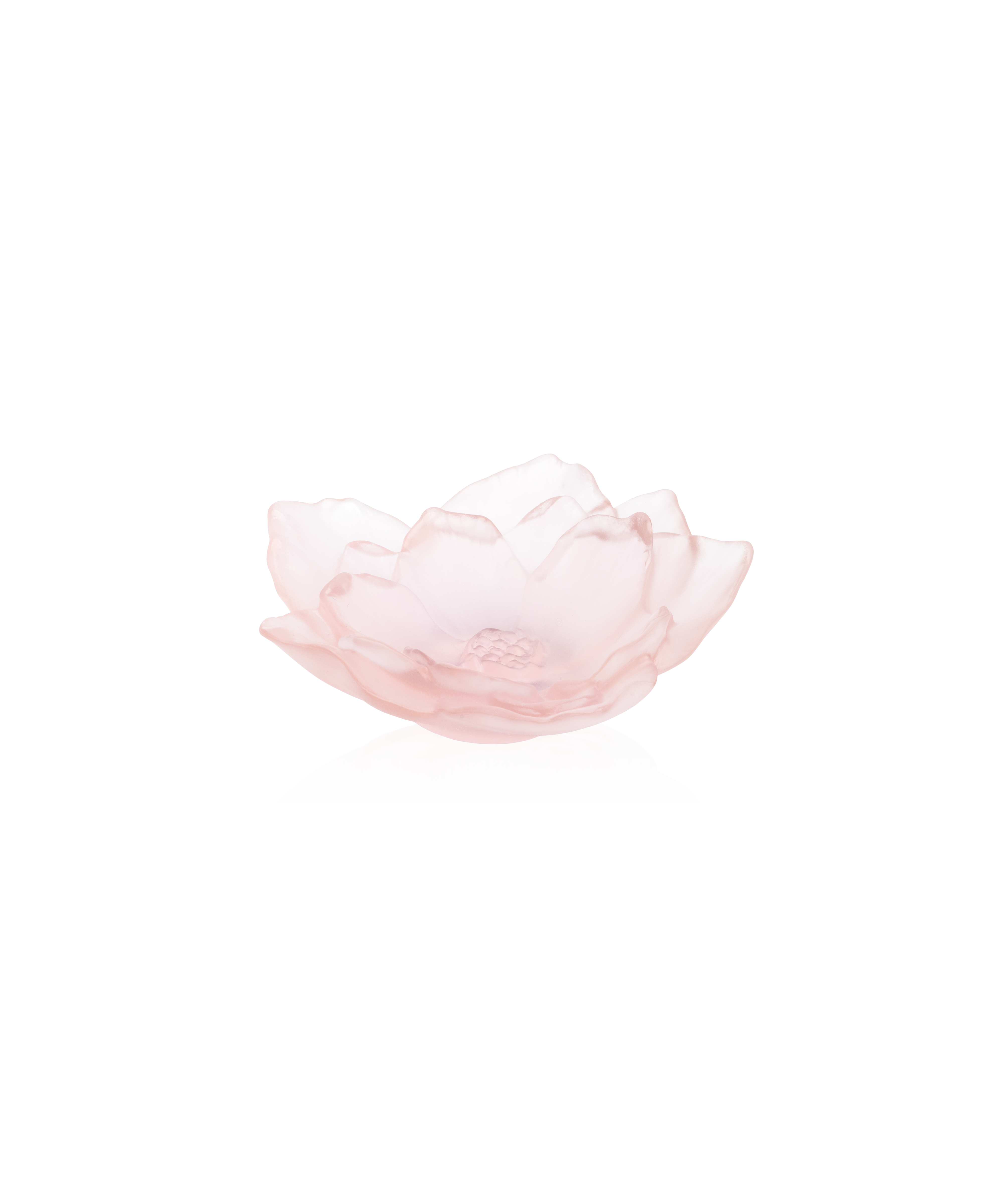 daum-univers-v-g-tal-camelia-coupe-rose-petit-mod-le image 1