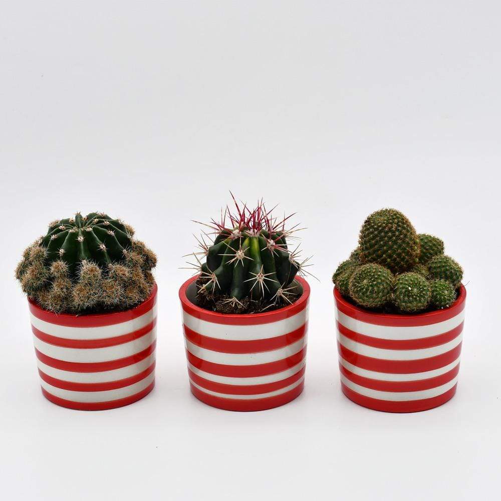 luisa-paix-o-costa-nova-ensemble-3-pots-c-ramique-rouge image 2
