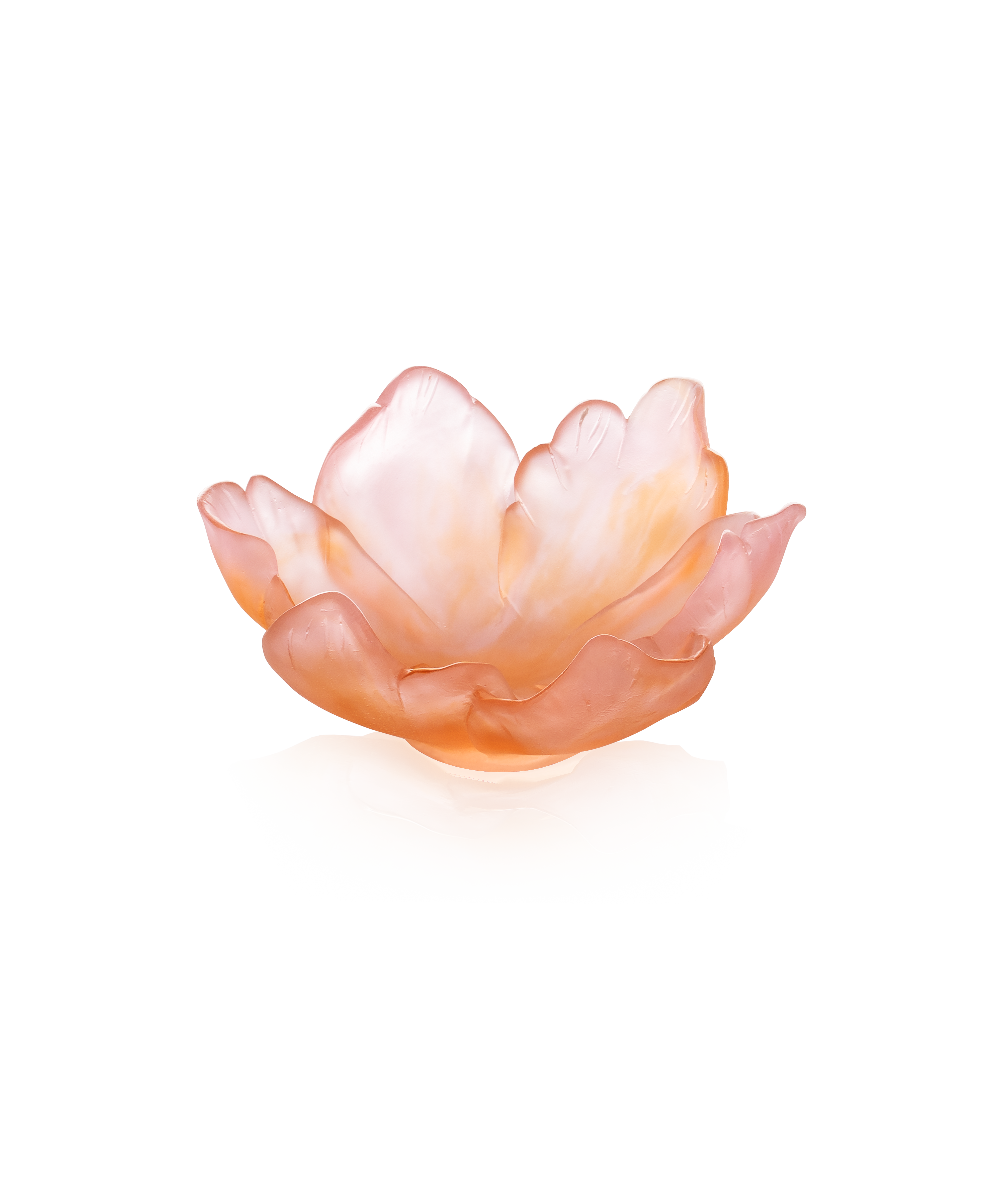 daum-univers-v-g-tal-tulipe-coupelle-ambre-rose-125-ex image 1