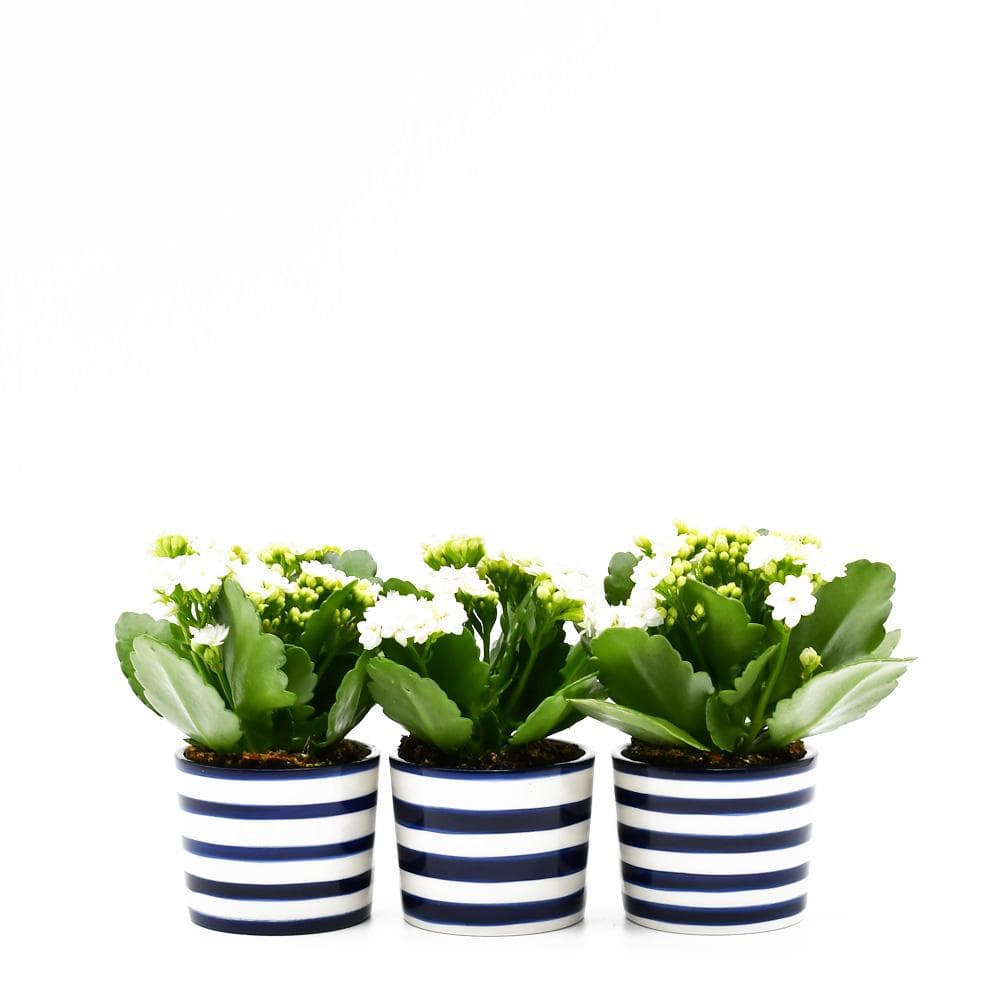 luisa-paix-o-costa-nova-ensemble-3-pots-bleu-cobalt-c-ramique image 1