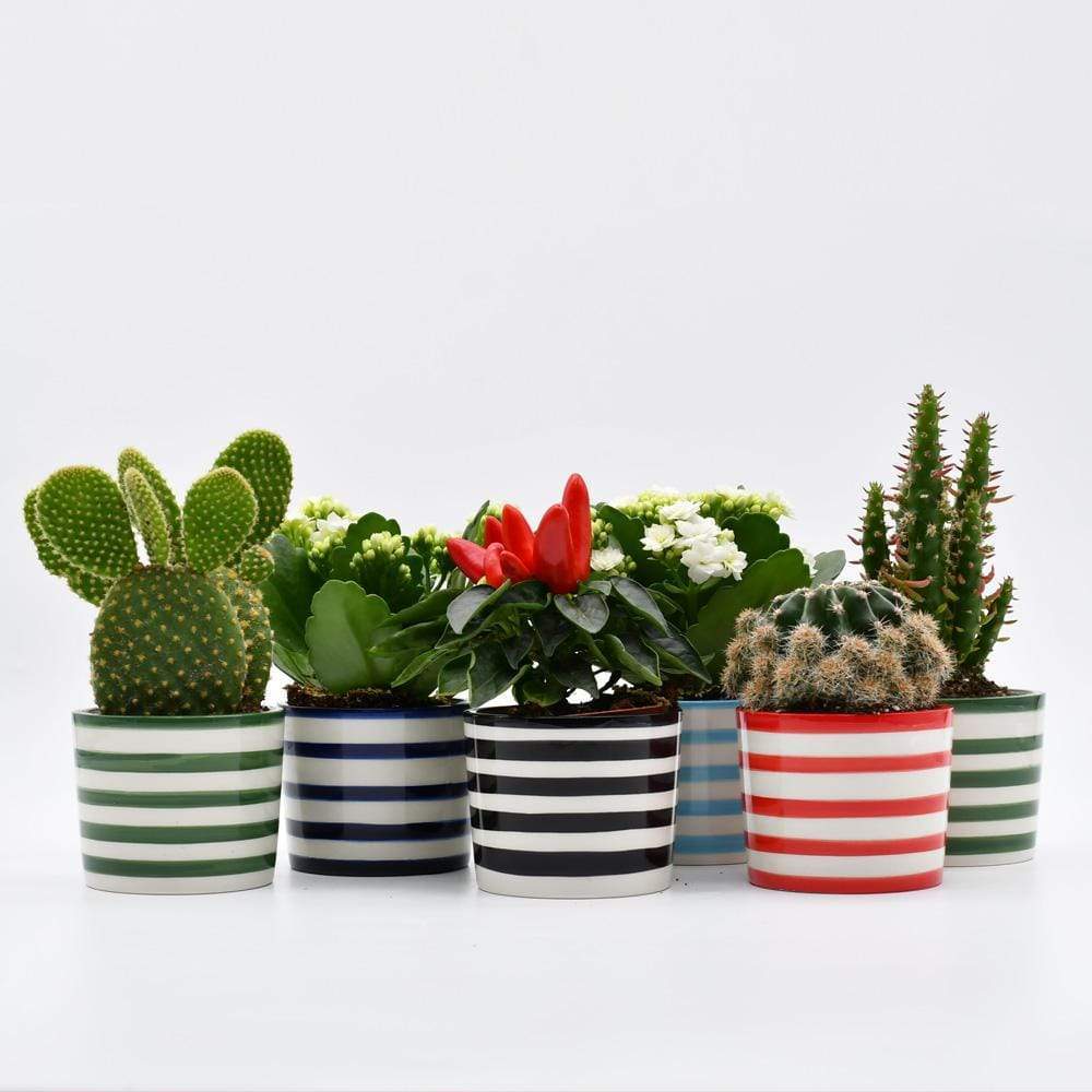 luisa-paix-o-costa-nova-ensemble-3-pots-verts-c-ramique-6-5cm image 2