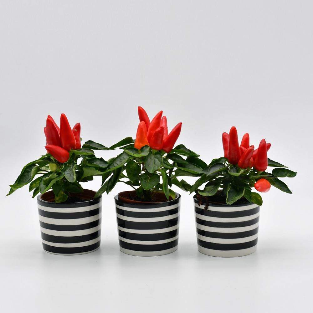luisa-paix-o-costa-nova-ensemble-3-pots-noirs-c-ramique-6-5cm image 2