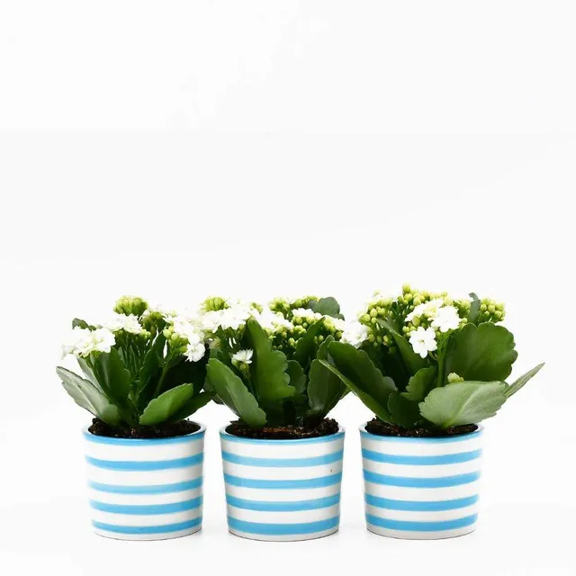 luisa-paix-o-costa-nova-lot-3-pots-c-ramique-turquoise image 1