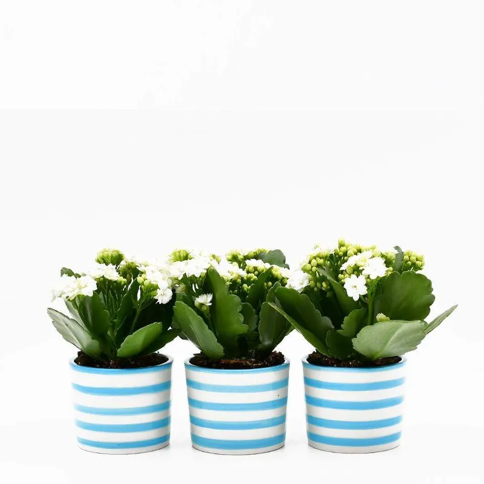 luisa-paix-o-costa-nova-lot-3-pots-c-ramique-turquoise image 1